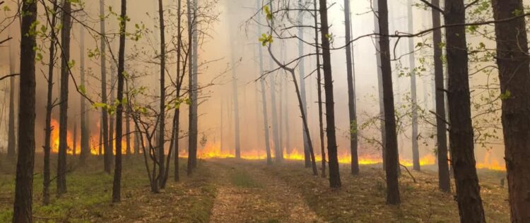 Nadal wysokie zagrożenie pożarowe w lasach Radio Zachód - Lubuskie