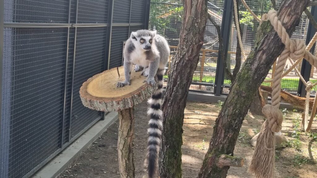 Nowe zwierzęta w mini zoo – wkrótce otwarcie Radio Zachód - Lubuskie