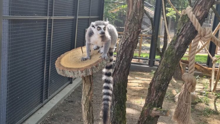 Nowe zwierzęta w mini zoo – wkrótce otwarcie Radio Zachód - Lubuskie