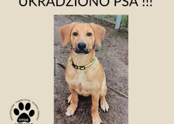 Kradzież psa z zielonogórskiego schroniska dla zwierząt Radio Zachód - Lubuskie