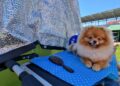 Wystawa psów na stadionie żużlowym przez cały weekend [ZDJĘCIA] Radio Zachód - Lubuskie