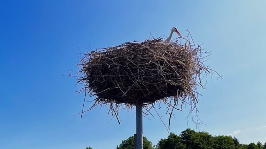 Nowosolskie bociany z loggerami. Urządzenia zdradzą zwyczaje ptaków Radio Zachód - Lubuskie