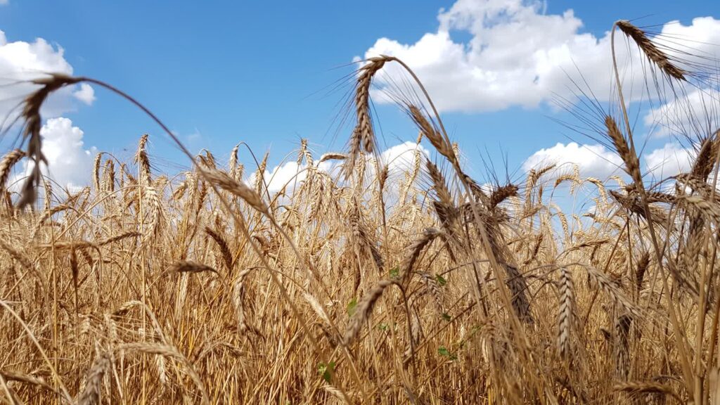 Przeciętny rok dla rolników Fot. Radio Zachód/Marek Poniedziałek