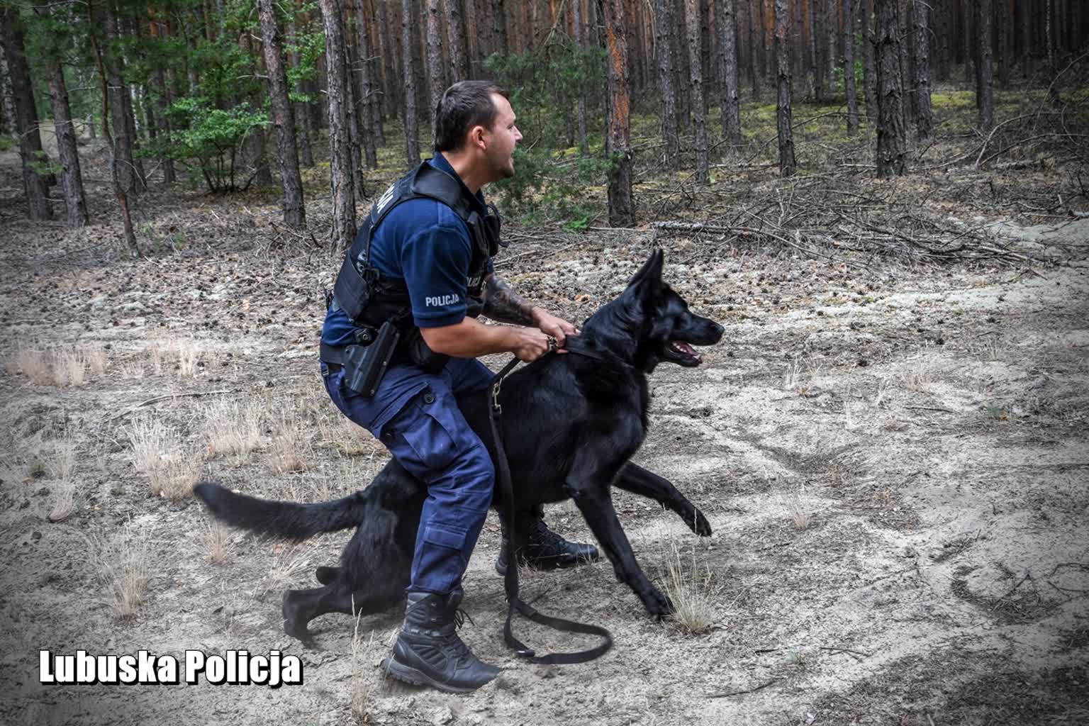 Najlepsze psy policyjne w Lubuskiem jadą na finał Kynologicznych Mistrzostw Polski Policji Radio Zachód - Lubuskie