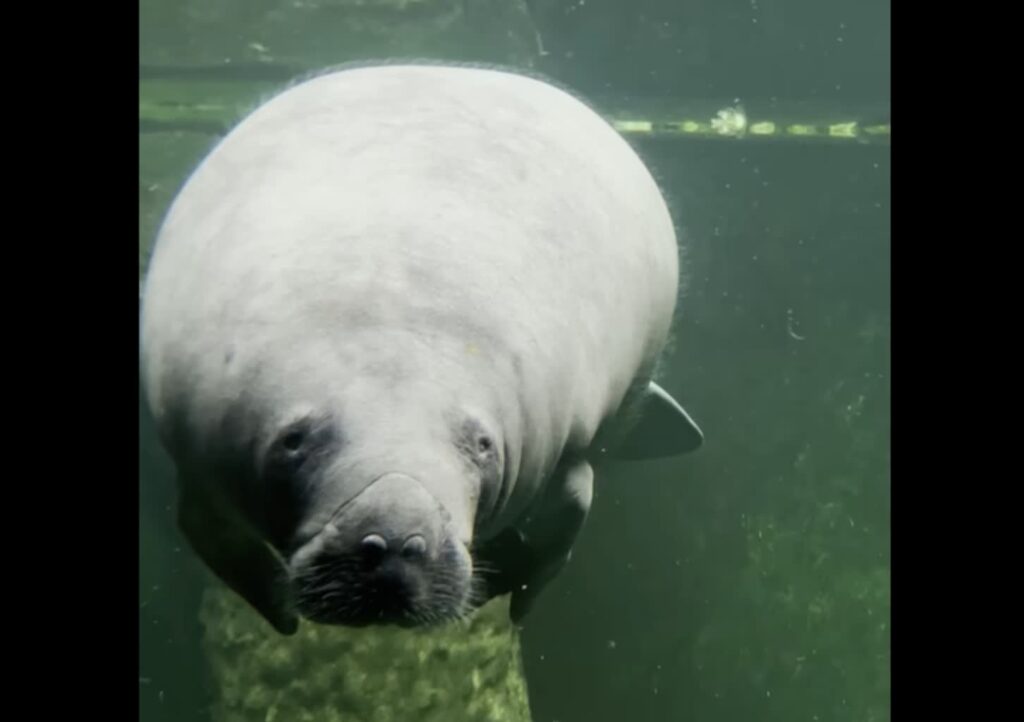 Fot. Screen filmu zamieszczonego na ZOO Wrocław/FB