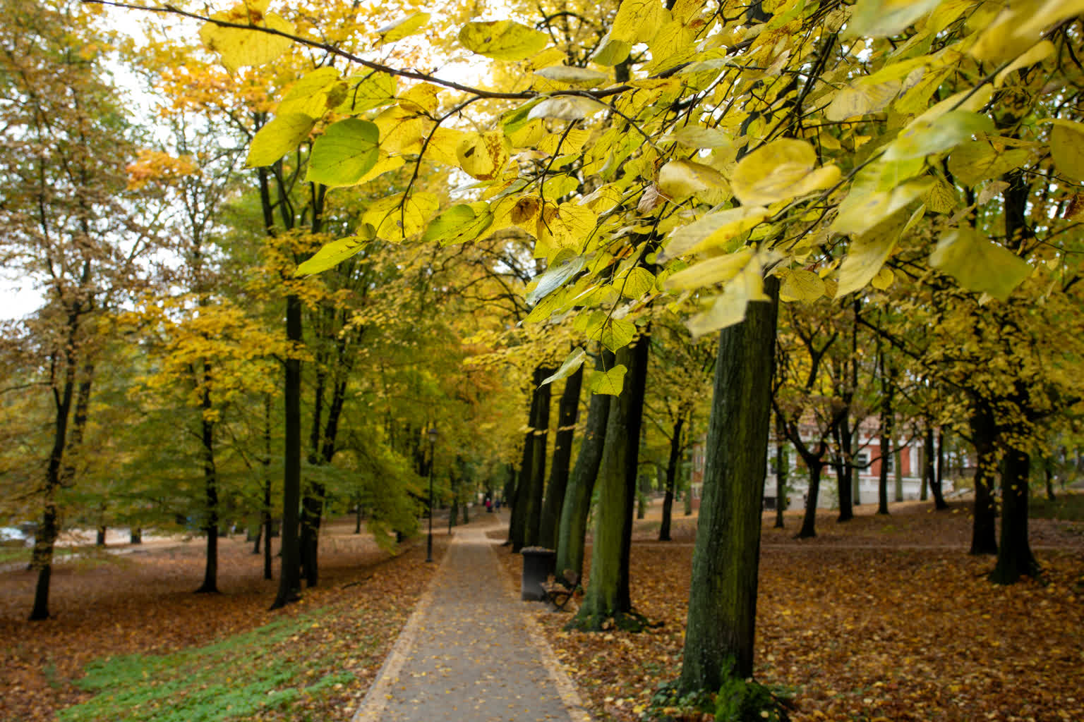 Kolory jesieni w Zielonej Górze [GALERIA ZDJĘĆ] Radio Zachód - Lubuskie
