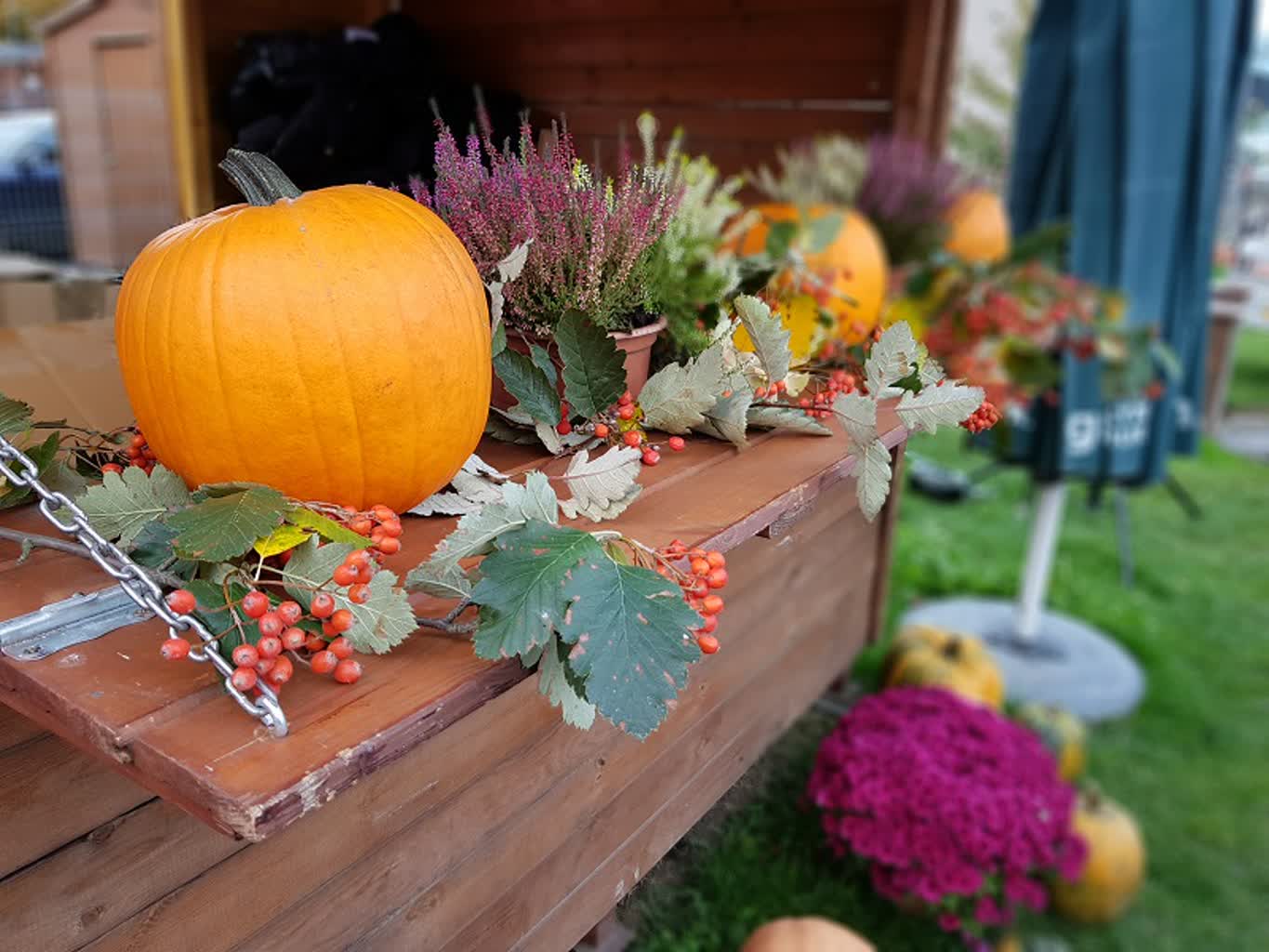 Ugotują zupę z dyni i dyniowy bigos. Przyjdź na ryneczek przy ul. Jerzego Radio Zachód - Lubuskie