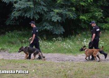 Zaginął dwulatek. W poszukiwaniach brało udział wielu policjantów Radio Zachód - Lubuskie