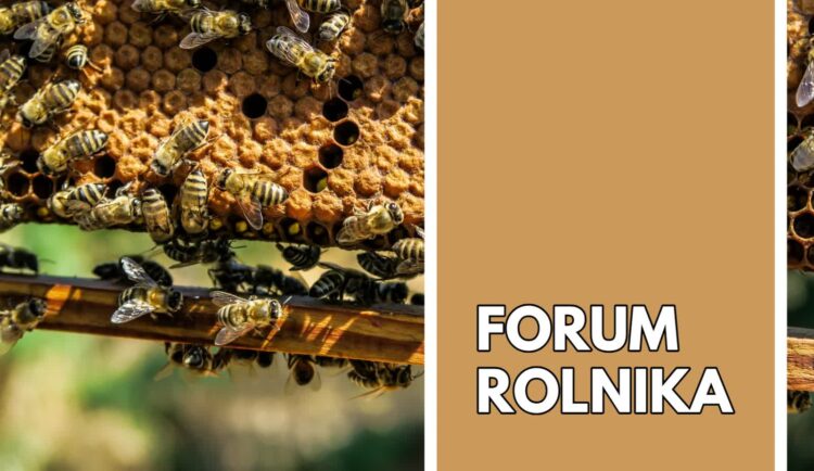 #11 2023-11-15 | Interwencje w sektorze pszczelarskim i znakowanie miodów Radio Zachód - Lubuskie