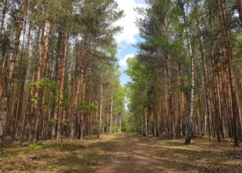 Leśnicy zachęcają do sadzenia drzew Radio Zachód - Lubuskie