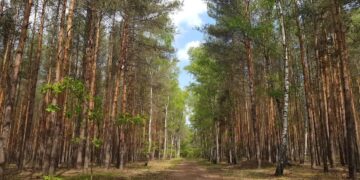 Leśnicy zachęcają do sadzenia drzew Radio Zachód - Lubuskie