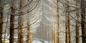 Zima w lesie Radio Zachód - Lubuskie