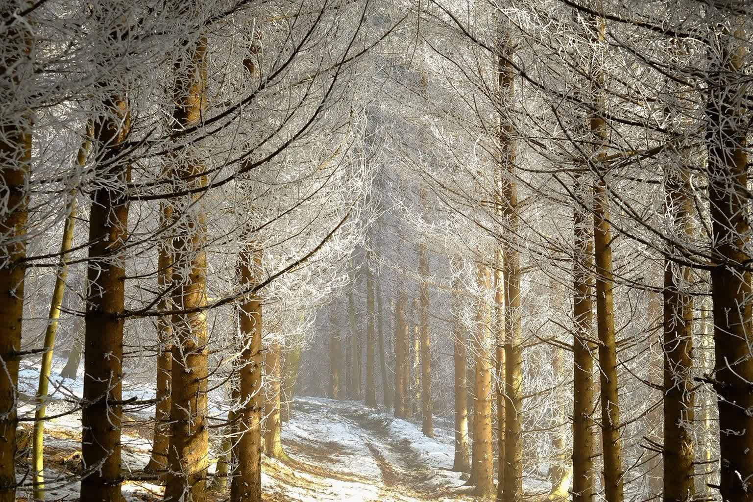 Zima w lesie Radio Zachód - Lubuskie