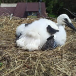 Bociany fot. archiwum Ireneusza Kaługi