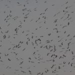 Bociany fot. archiwum Ireneusza Kaługi