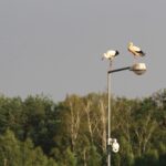 Bociany fot. archiwum Ireneusza Kaługi
