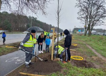 Zielonogórzanie zasadzili kolejne drzewa w ramach jubileuszu miasta Radio Zachód - Lubuskie