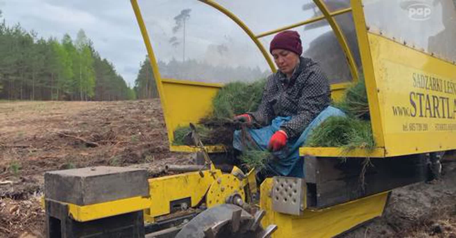 Nadleśnictwo Kłodawa sadzi las maszyną 11 6303671530585567643.jpg