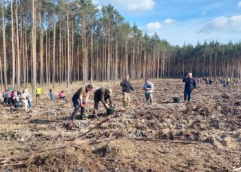 Mieszkańcy sadzą las przy ul. Słubickiej [ZDJĘCIA] Radio Zachód - Lubuskie