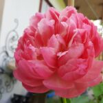 fot. ROD Związkowiec Żary