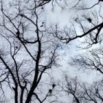 Gawron Artur Pawlak z Pixabay