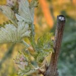 Fot. Stowarzyszenie "Santockie Winnice"/FB