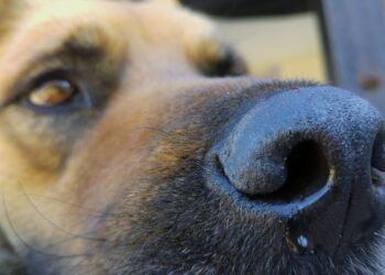 Zielonogórska policja apeluje, by wyprowadzać psy na smyczy Radio Zachód - Lubuskie