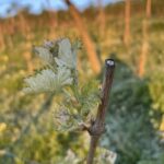 fot: FB/Stowarzyszenie "Santockie Winnice"