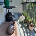 Kot Gacek i kot Mąka fot. M.Biegańska-Hendryk