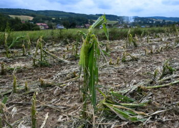 Zniszczona przez grad uprawa kukurydzy, fot. PAP/Darek Delmanowicz