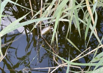 30 śniętych ryb i zamknięta przystań w Nietkowie – złote algi zakwitły [ZDJĘCIA] Radio Zachód - Lubuskie