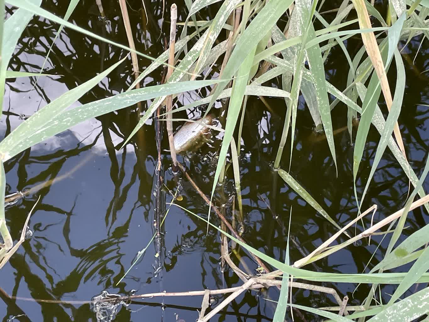 30 śniętych ryb i zamknięta przystań w Nietkowie – złote algi zakwitły [ZDJĘCIA] Radio Zachód - Lubuskie