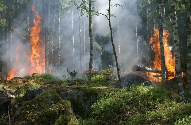 Rośnie zagrożenie pożarowe w lubuskich lasach Radio Zachód - Lubuskie