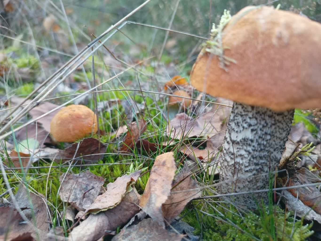 Leśnicy przypominają o bezpieczeństwie podczas zbierania grzybów i spacerów leśnych Radio Zachód - Lubuskie