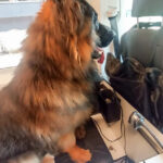 Fot. KMP w Gorzowie Wlkp.