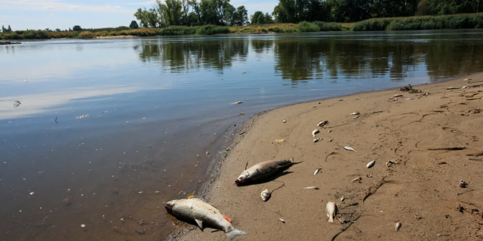 Dwa lata od katastrofy ekologicznej na Odrze. Czy grozi nam powtórka? Radio Zachód - Lubuskie