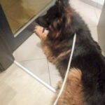 Fot. KMP w Gorzowie Wlkp.