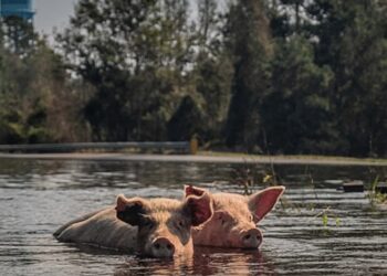 Nieznane ofiary powodzi. Nie zostawiajmy zwierząt na pewną śmierć ! - wydanie specjalne Radio Zachód - Lubuskie