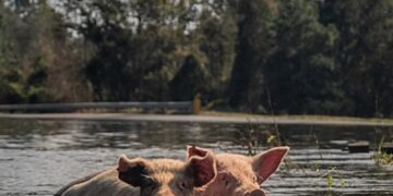 Nieznane ofiary powodzi. Nie zostawiajmy zwierząt na pewną śmierć ! - wydanie specjalne Radio Zachód - Lubuskie