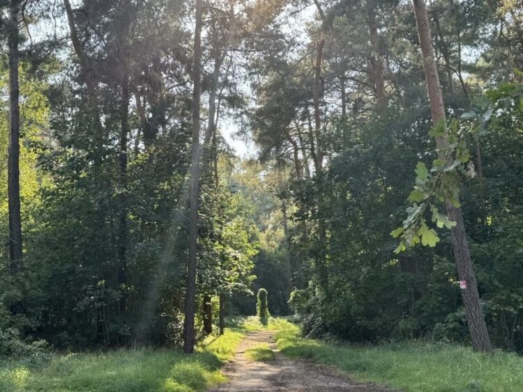 Spór o przyrodę w miasteczku ruchu drogowego Radio Zachód - Lubuskie