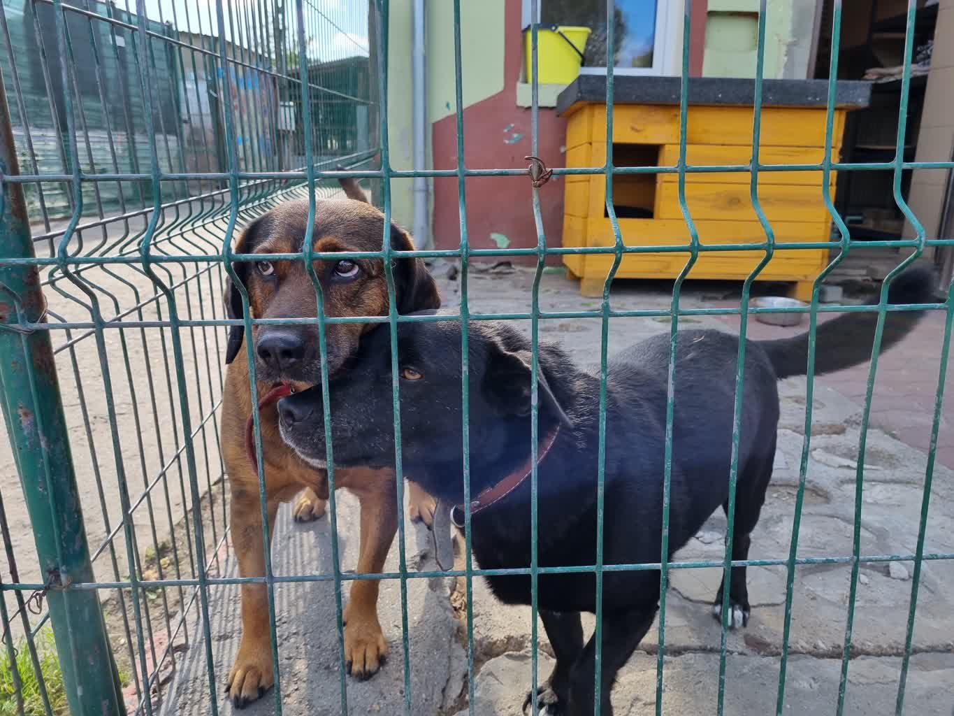 Spotkanie w sprawie zwierząt Radio Zachód - Lubuskie