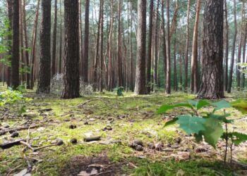 Leśnicy podsumowują tegoroczną akcję „Jesień” Radio Zachód - Lubuskie