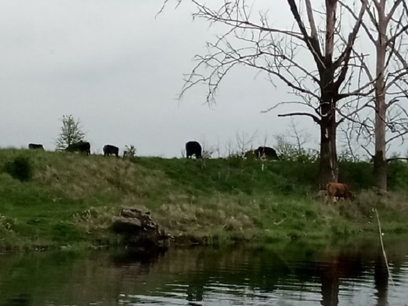 Miasto wytnie ponad 200 drzew Radio Zachód - Lubuskie