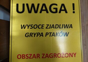 Ptasia grypa w powiecie lubińskim i polkowickim Radio Zachód - Lubuskie