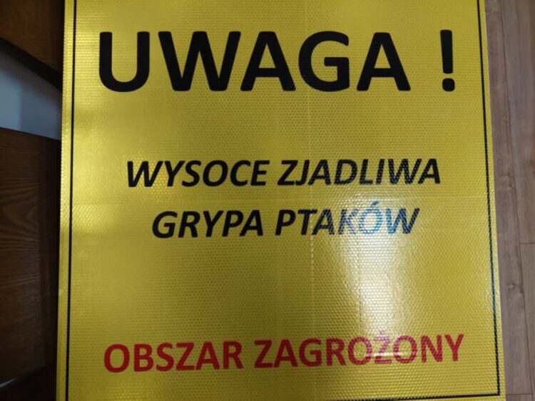 Ptasia grypa w powiecie lubińskim i polkowickim Radio Zachód - Lubuskie