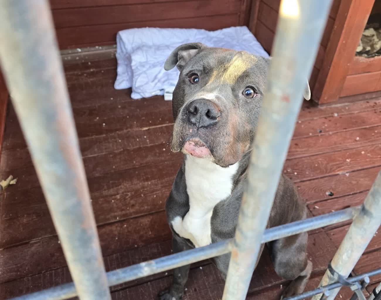 Prawie 100 psów w schronisku. Jak adoptować zwierzę? Radio Zachód - Lubuskie