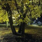 fot. UM Kostrzyn nad Odrą