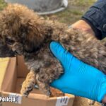 Fot. Lubuska Policja