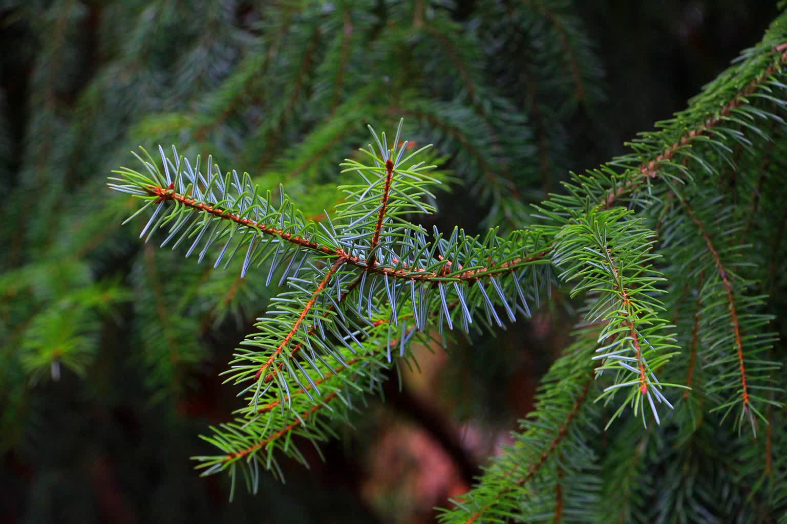 „Choinka dla Życia”. Akcja w Zielonej Górze 18 grudnia Radio Zachód - Lubuskie