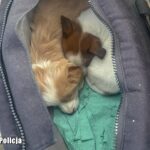 Fot. Lubuska Policja